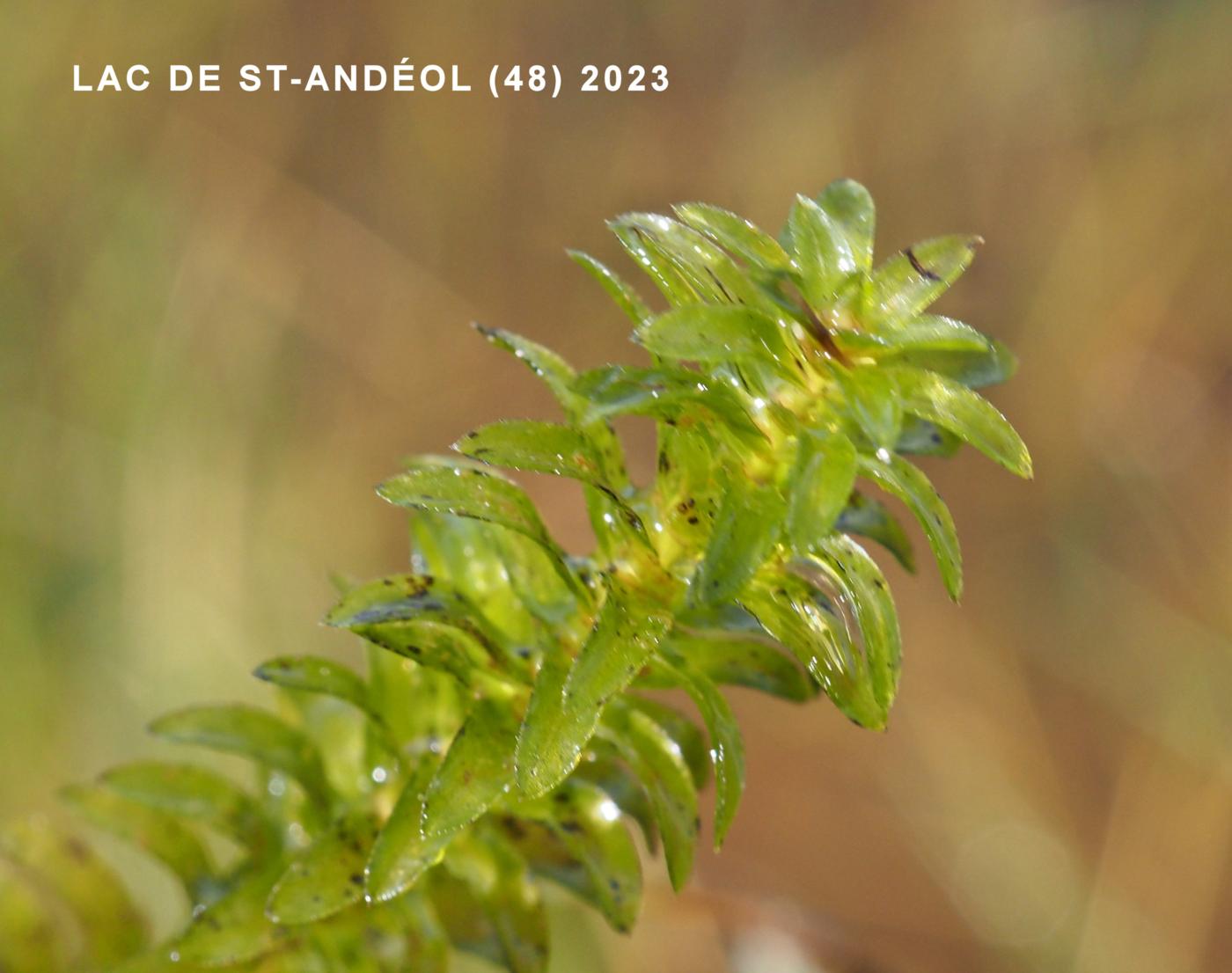 Elodea leaf